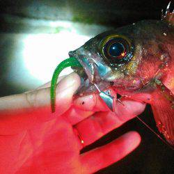 後輩に触発されての巻